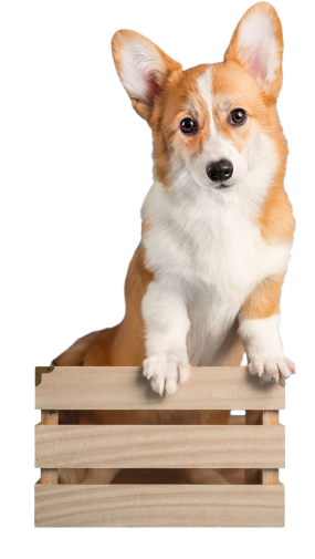 corgi